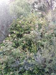 Hibiscus rosa-sinensis