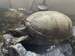 Kinosterninae