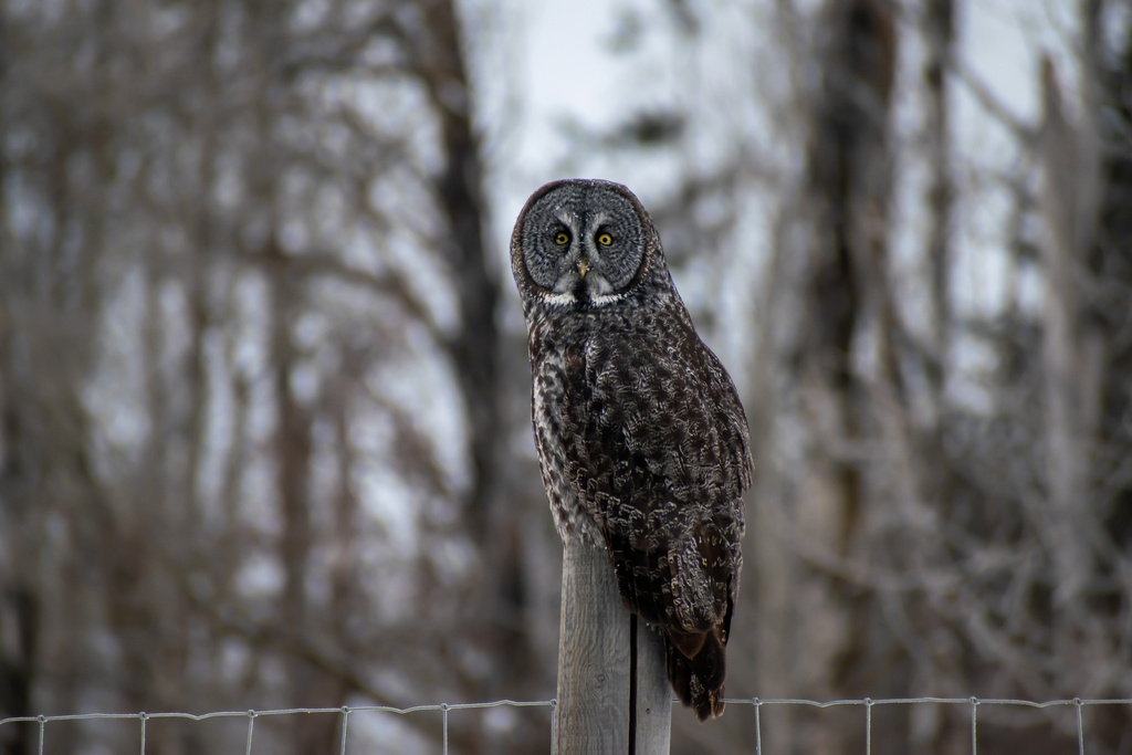 Great Gray Owl In December 2022 By Mercedesaudrey What Happened To Its   Large 