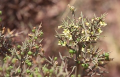 Colletia spinosissima