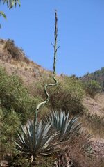 Agave cordillerensis