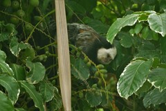 Callithrix geoffroyi