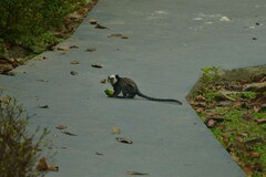 Callithrix geoffroyi