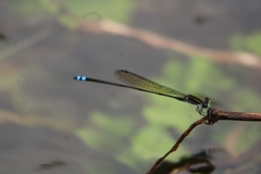Pseudagrion indicum