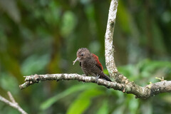 Dryobates sanguineus