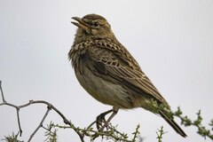 Galerida magnirostris