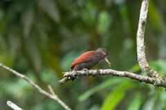 Dryobates sanguineus