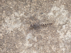 Crocothemis saxicolor