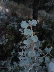 Quercus rotundifolia