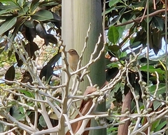 Phylloscopus canariensis