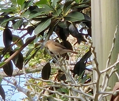 Phylloscopus canariensis
