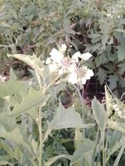 Solanum bonariense