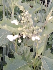 Solanum bonariense