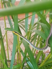 Leptophis diplotropis