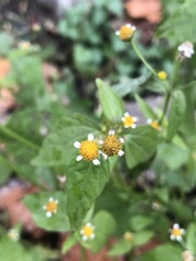 Galinsoga parviflora