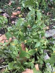 Galinsoga parviflora