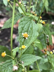 Galinsoga parviflora