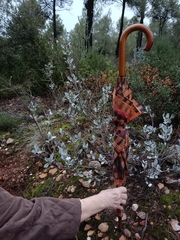 Cistus atriplicifolius