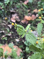 Galinsoga parviflora