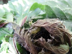 Microlepia speluncae