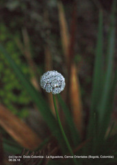 Paepalanthus