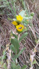 Grindelia ciliata