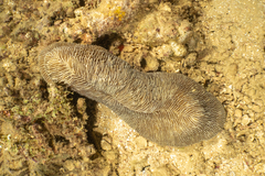 Herpolitha limax