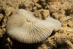 Pleuractis granulosa