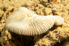 Pleuractis granulosa