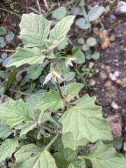 Solanum villosum