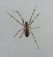 Pityohyphantes