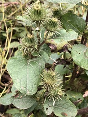 Arctium × nothum