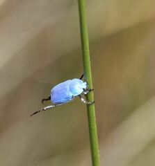 Hoplia coerulea