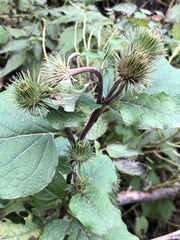 Arctium × nothum