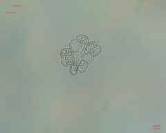Desmidiaceae