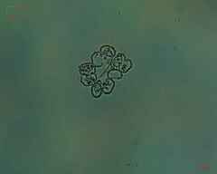 Desmidiaceae