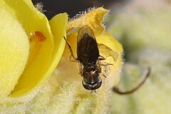 Toxomerus marginatus