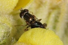 Toxomerus marginatus