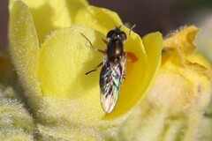 Toxomerus marginatus