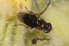 Toxomerus marginatus