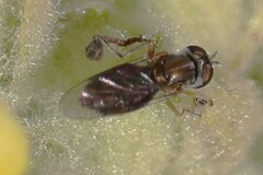 Toxomerus marginatus