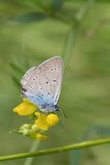 Polyommatus amandus