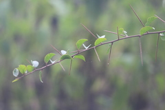 Flacourtia indica