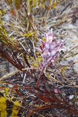 Lachenalia sessiliflora