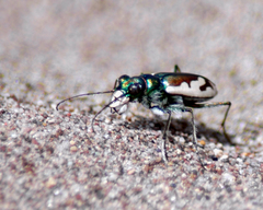 Cicindela theatina