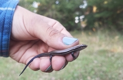 Plestiodon septentrionalis