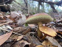 Aureoboletus roxanae