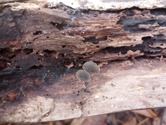 Resupinatus alboniger