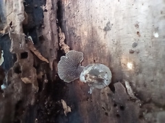 Resupinatus alboniger