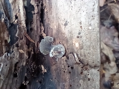 Resupinatus alboniger